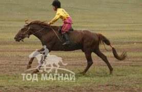 АПУ ХК-ын захирал П.Батсайханы Гуулин зээрд азарга АХ-ын 88 жилийн ойн айргийн тав