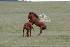 Азарганы ноцолдоон