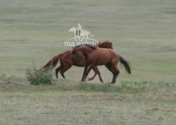 Азарганы ноцолдоон