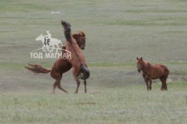 Азарганы ноцолдоон