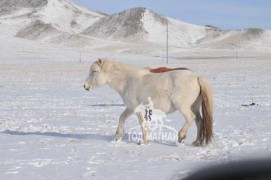 Өвлийн талд адуу янцгаана