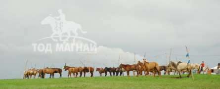 Дорнодын домогт саарлууд