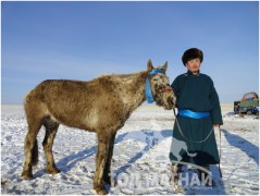 Түрүү Дундговь аймгийн Ц.Гансүхийн цоохор морь