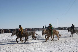 Сүхбаатарын аварга хүлэг шалгаруулах уралдааны их нас