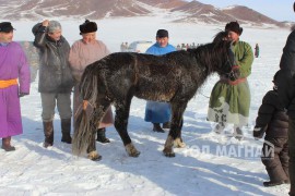 Айргийн тав – Хөвсгөл аймгийн Тосонцэнгэл сумын уяач Ч.Дашнямын Хар алаг Азарга