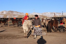 Аймгийн Алдарт уяач Б.Батхүү: Хэнтий, Сүхбаатараас битүү морь таагаад авчирдаг. Тэр маань заримдаа онодог