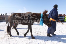 Түрүү аймгийн Алдарт уяач П.Цэвэгмидийн Шуурган хүрэн