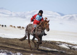 айргийн дөрөвт хурдалсан аймгийн Алдарт уяач О. Тагарваагийн Далай зээрд