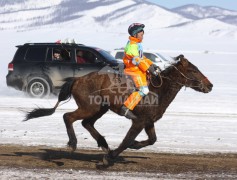 Эрдэнэтийн бүсэд түрүүлж, айрагдсан хурдан азарганууд