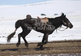 Эрдэнэтийн бүсэд түрүүлж, айрагдсан хурдан азарганууд