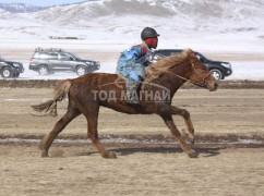 Түрүү аймгийн Алдарт уяач Ц.Энхбатын цавьдар 