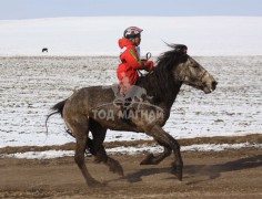 аман хүзүүнд хурдалсан аймгийн Алдарт уяач Т.Болдбаатарын халиун