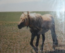 Аймгийн Алдарт уяач Р.Мөнхтөр: Сайн эрийн үр сад бид сайхан л аж төрж байна