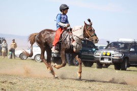 4. Сэлэнгэ аймгийн Хушаат сумын уугуул Пүрэвсүрэнгийн хүрэн