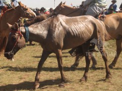 Хан Хэнтий аймгийн 90 жилийн ойн баяр наадмын их насны морьдын фото