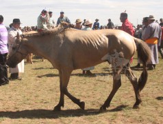 Хан Хэнтий аймгийн 90 жилийн ойн баяр наадмын их насны морьдын фото