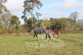 Ирландын Үндэсний адуу үржүүлгийн ферм буюу The Irish National stud