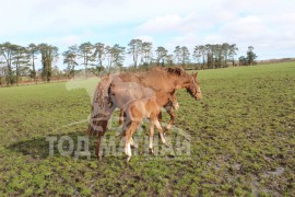 Ирландын Үндэсний адуу үржүүлгийн ферм буюу The Irish National stud