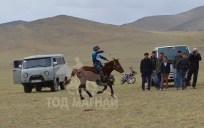 Айргийн дөрөвт хурдалсан даага