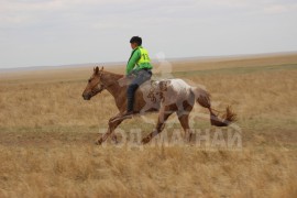 Манлайн хүү одтой наадав