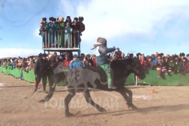 Мягмаржанцангийн сартай хээр