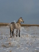 Азарга зарна