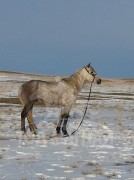 Азарга зарна