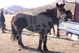 Гачууртын уяачдын холбоо таван нас хүрлээ