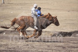 Гачууртын уяачдын холбоо таван нас хүрлээ