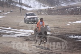 Гачууртын уяачдын холбоо таван нас хүрлээ