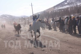 Гачууртын уяачдын холбоо таван нас хүрлээ