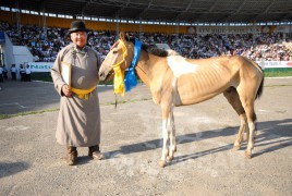 МУ-ын Манлай уяач Г.Баттөмөр: Аавынхаа захиасыг биелүүлж, бор адууных нь голомтыг таслаагүй л явна