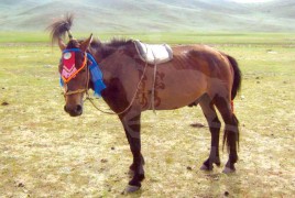 Айргийн гуравт хурдалсан аймгийн Алдарт уяач Н.Төгсжаргалын хээр азарга