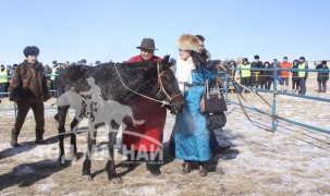 Х.Цогтсайханы Даншиг хар морь хөлсний хашаанд