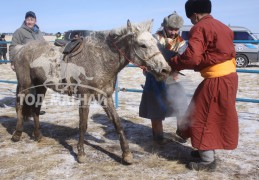 Баттөмөрийн Болдбаатарын бор морь хөлсний хашаанд