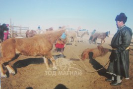 Сумын Алдарт уяач А.Баярмагнай: Төрийн наадамд данстай адуу гэдэг их өөр байдаг юм билээ