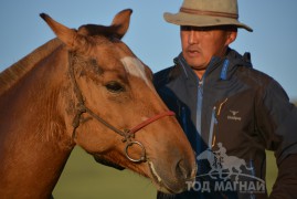 Дүүргийн Алдарт уяач К.Анаар:Тууштай уясан бол саарал азарга илүү ч амжилт үзүүлэх байсан