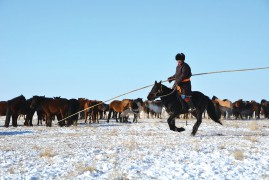 Сумын Алдарт уяач Н.Хосбаяр: Багшийнхаа буянаар хоёр ч удаа улсын наадамд очиж уралдсан