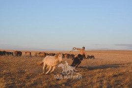 Сумын Алдарт уяач, уран уургач, спортын дэд мастер Н.Баярцогт: Зүсэлсэнг л бугуйлдана