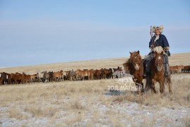 Залуу уяач, адуучин С.Өлзийсайхан: Төрийн наадмын данстай хурдан хүлгүүдийг маллана гэдэг асар их хариуцлагатай ажил