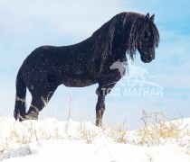 Монгол залуусын урласан азарга 25 саяын үнэтэй