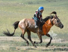 Аймгийн Алдарт уяач Г.Ариунболд: Адуун сүргийн манлай хурдан азаргануудаа төрийн зарлигт наадмуудад түрүүлгэж, айрагдуулан одтой сайхан наадлаа