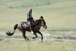 Аймгийн Алдарт уяач Г.Ариунболд: Адуун сүргийн манлай хурдан азаргануудаа төрийн зарлигт наадмуудад түрүүлгэж, айрагдуулан одтой сайхан наадлаа