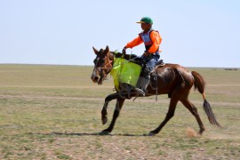 Найм Ж.Пүрэвдоржийн зээрд халзан