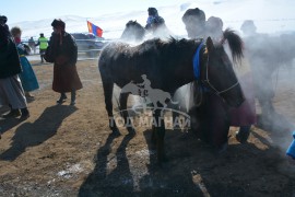 МУ-ын Алдарт уяач Б.Сүхбаатар: Буурлуудын буян заяа түшиж ах, дүү азаргануудаар аатай сайхан наадаж байна