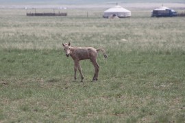 Хүлэг болох унаганаасаа