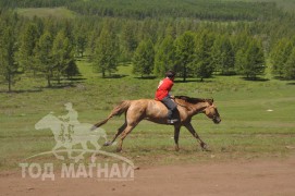 Гачууртын сунгаа их нас