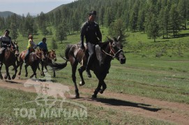 Гачууртын сунгаа их нас