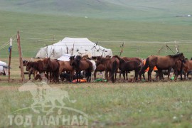 Тод манлай Д.Ононгийн уяагаар