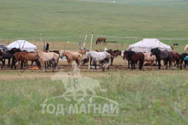 Тод манлай Д.Ононгийн уяагаар